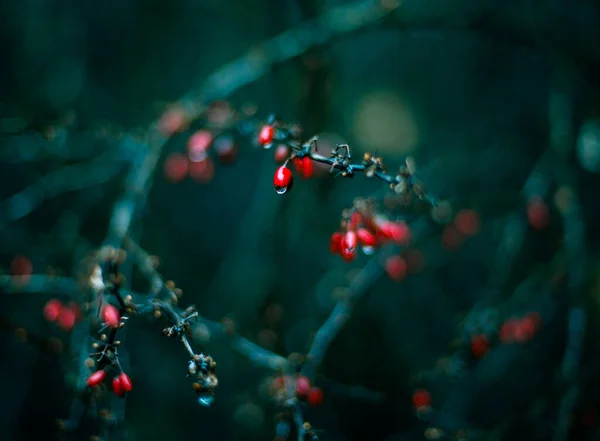 Красный Рован Ягода Вибурна Красивом Свете — стоковое фото