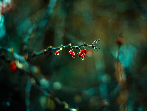 Kırmızı Rowan Viburum Berry Çok Güzel Bir Işıkta — Stok fotoğraf