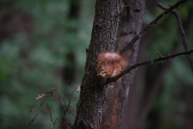Daldaki güzel sincap