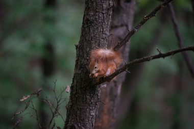 Daldaki güzel sincap