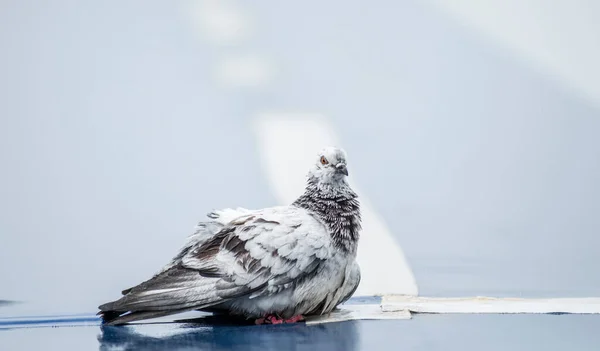 Vit Grå Duva Blå Vit Bakgrund — Stockfoto