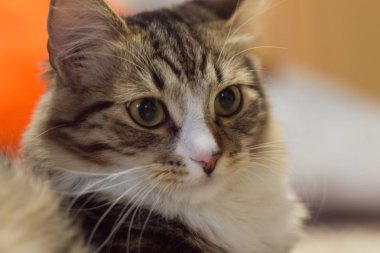 Muhteşem bıyıklı güzel çizgili kedi