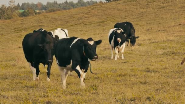 Kor i fältet / Kor gård / betande kor — Stockvideo