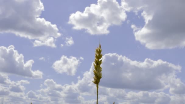 Вирощування пшениці на блакитному небі — стокове відео