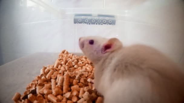 Rat de laboratoire dans un récipient en plastique rempli de copeaux jaunes — Video
