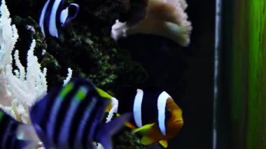 Renkli süs balıkları akvaryumda yapay mercan arka plan üzerinde yüzmek.