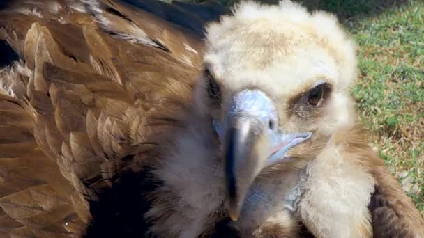 Vale gier zitten op gras — Stockvideo