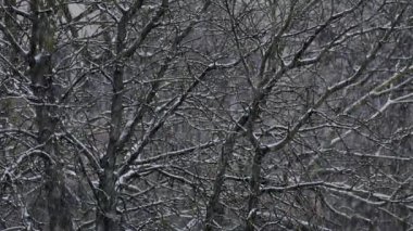 City kar yağışı