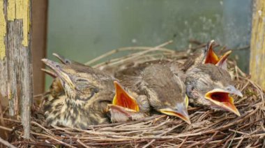 Ardıç kuşu civciv huzur içinde eski duvar arka plan karşı yuva içinde uyku