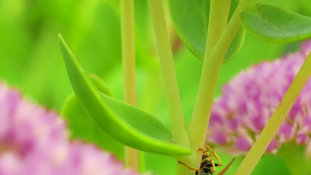 Klumpig planlös Wasp försöker klättra gräs stjälk, men misslyckas, ändringar av planer och — Stockvideo