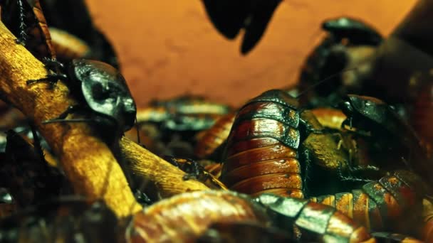 Schwarm von Madagaskar fauchenden Kakerlaken — Stockvideo