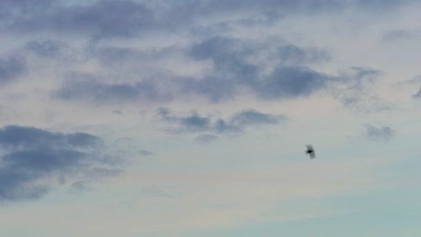 鳥の暗いシルエットの背景に夕方の空に舞い上がる — ストック動画