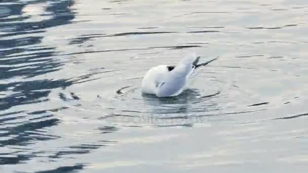 Seagull Cleans Feathers — Stock Video