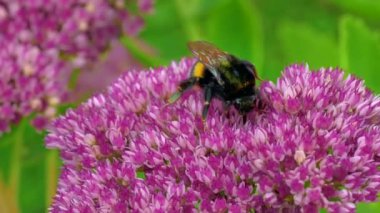 Bahçedeki çiçek geç yaz gününde arı topladığı polen bumble