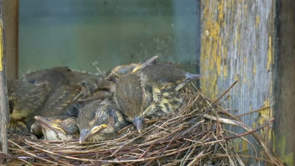 Zorzal polluelos dormir pacíficamente en el nido contra el fondo de la pared de edad — Vídeo de stock