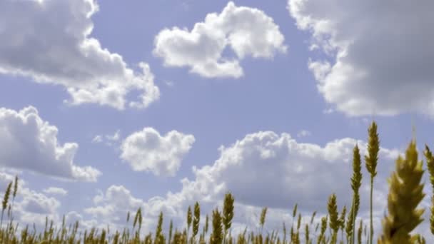 Слайды камеры от пшеничного поля до одного уха пшеницы на заднем плане — стоковое видео