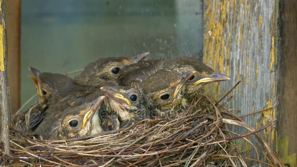 Drosselküken springen plötzlich auf und öffnen ihre Schnäbel, in eifriger Erwartung der Fütterung — Stockvideo