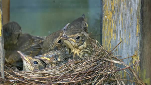 Thrush pui flounder în cuib pe fundalul peretelui de lemn vechi — Videoclip de stoc