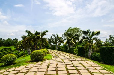 Palmiye ağaçları görünümü bahçede