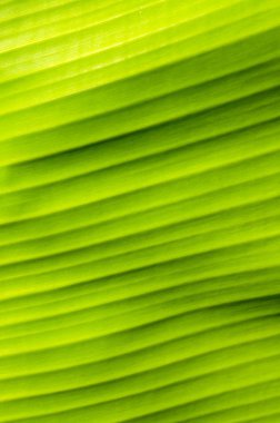  muz yaprağı deseni