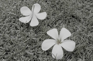 çimenlerin üzerinde beyaz plumeria.