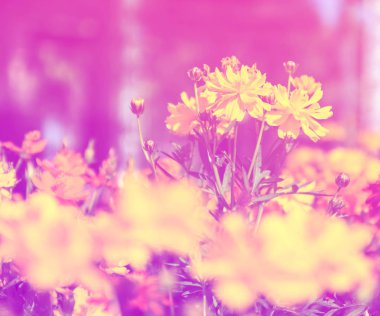 Güzel çiçek renk filtreli