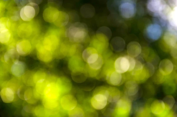 Beautiful green bokeh background — Stock Photo, Image