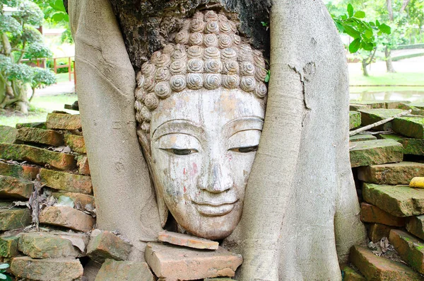 Cabeza de Buda en árbol —  Fotos de Stock