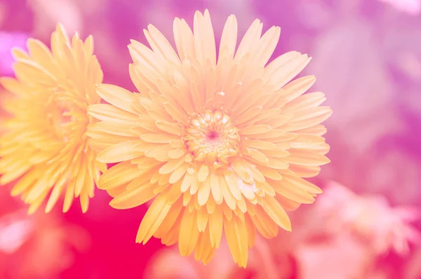 Žlutá gerbera s barevným filtrem — Stock fotografie