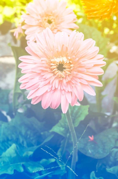 Krásná růžová gerbera s barevným filtrem. — Stock fotografie