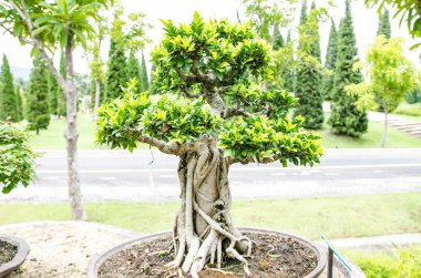 doğal bahçe içinde güzel bonsai