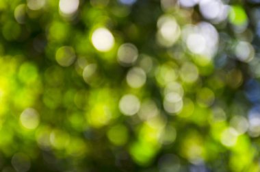 Yeşil bokeh doğal güzel arka plan bulanıklık