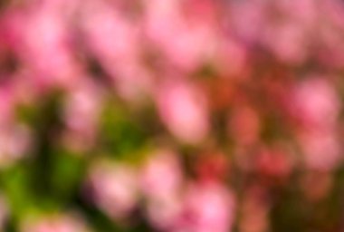 Pembe bokeh doğal güzel arka plan bulanıklık