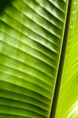 Muz Yaprak güneş ışığı ile doğal yüzey