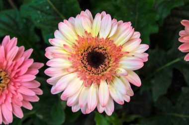 Bahçedeki güzel pembe Gerbera çiçekleri