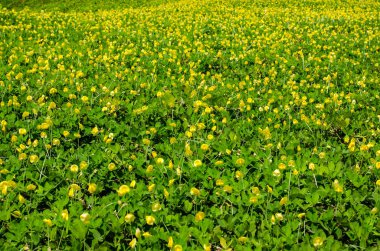 Sarı çiçekli yeşil çim çayır