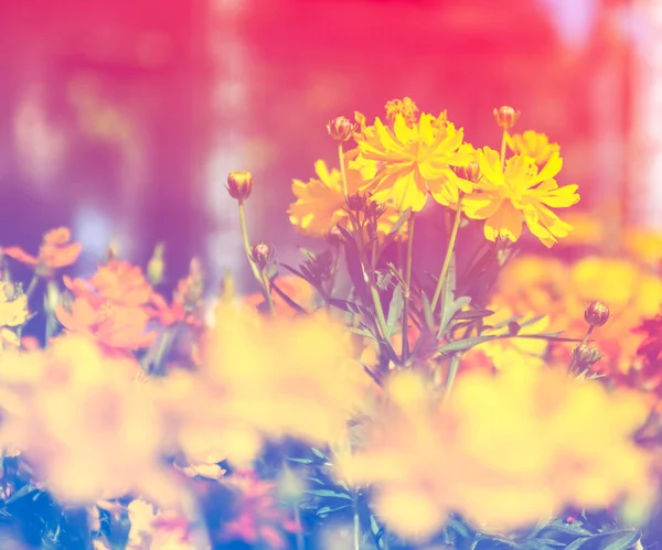 Vacker blomma i trädgården med färgfilter — Stockfoto