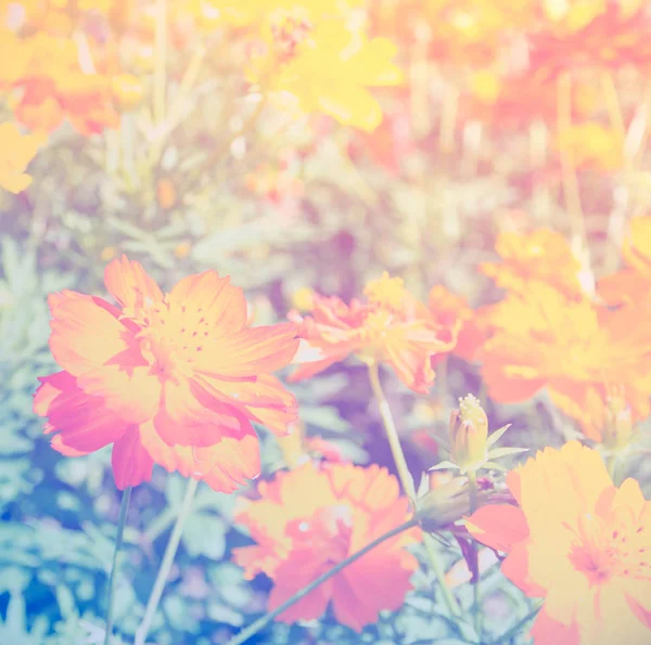 Vacker blomma med färgfilter — Stockfoto