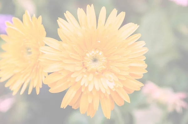 Closeup krásná žlutá gerbera s Barevný filtr — Stock fotografie