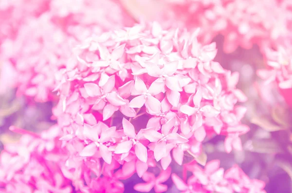 Närbild rosa ixora, West Indian jasmin (Ixora, spp.), med färgfilter — Stockfoto