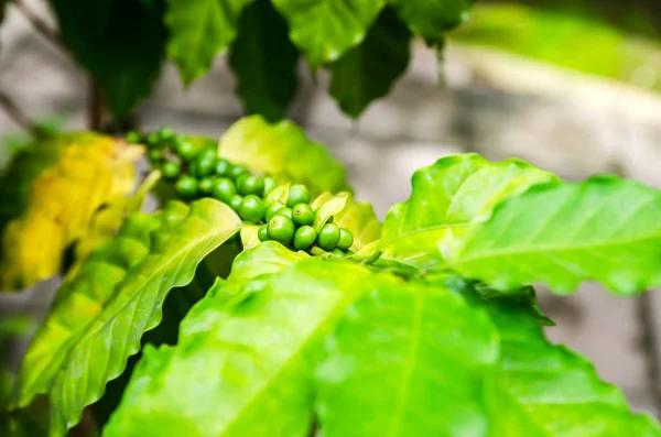 Green coffee beans on trees close up — Stock Photo, Image