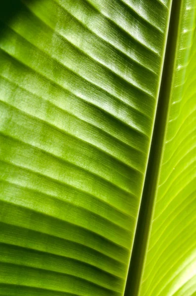 Muz Yaprak güneş ışığı ile doğal yüzey