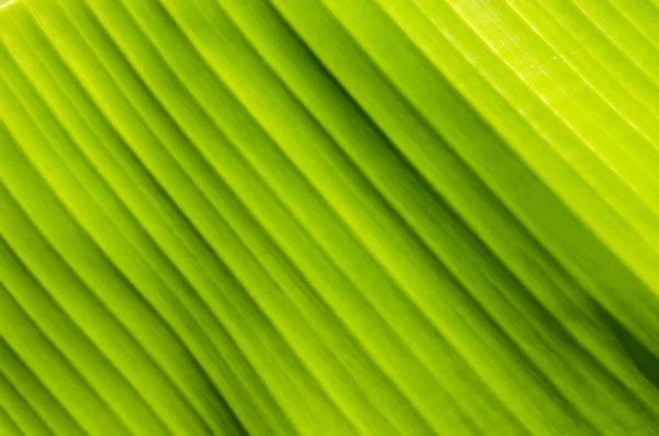 Surface naturelle dans la feuille de banane — Photo