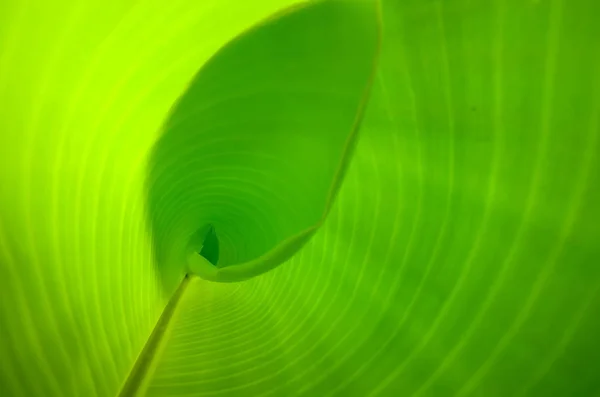 Natuurlijke oppervlak in bananenblad met zonlicht — Stockfoto