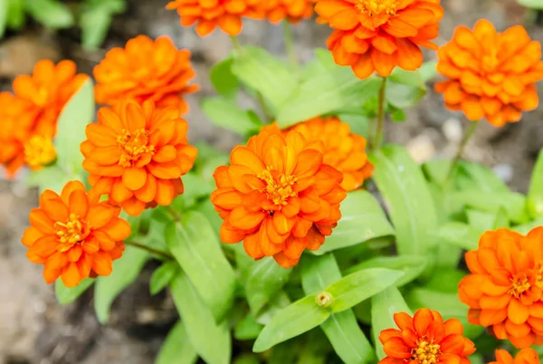 Orangenblüte Zinnia-Blumen im Garten — Stockfoto