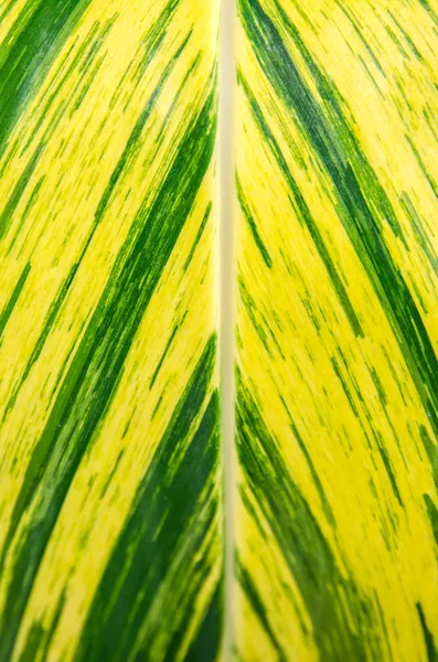 Mönster av gröna löv natur bakgrund — Stockfoto