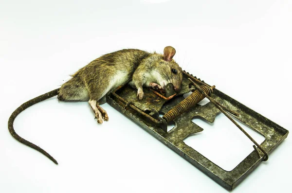 Beyaz arka plan üzerinde kirli tuzak içinde ölü sıçan