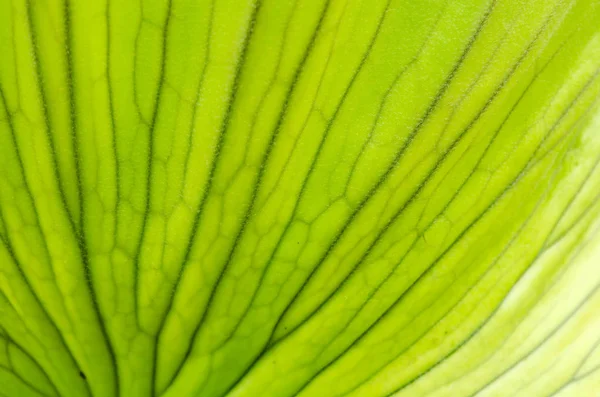 Візерунок зеленого листа для текстури тла — стокове фото