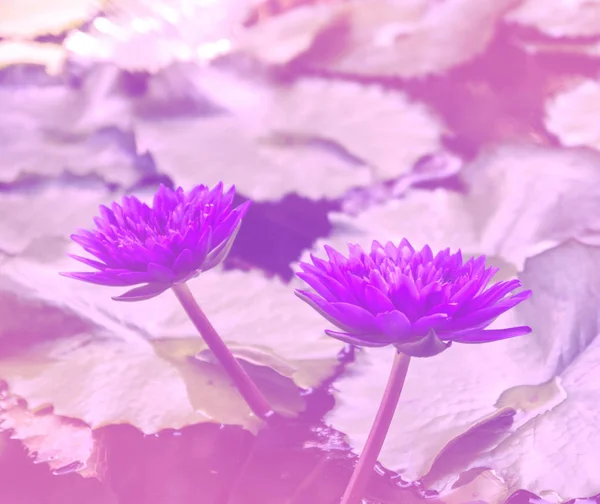 Hermoso loto azul natural con filtro de color . —  Fotos de Stock