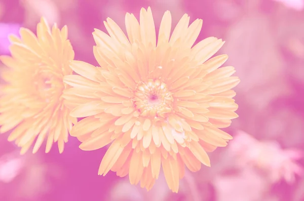 Vackra gula gerbera i trädgården med färgfilter — Stockfoto